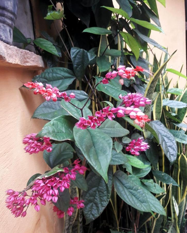 Recanto Villa Sao Joao Palmeiras  Bagian luar foto